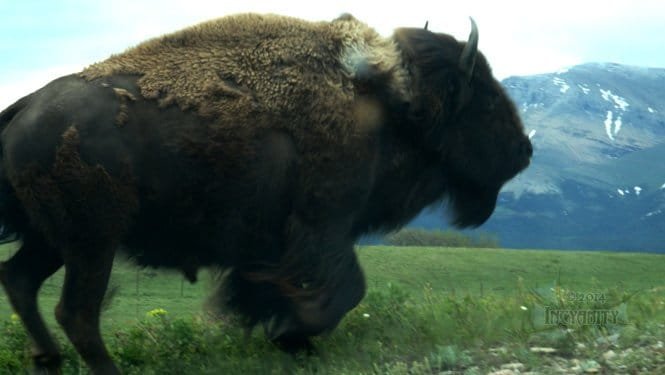 Close encounters of the bison kind.