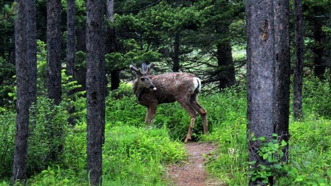 Bambi blows a raspberry.