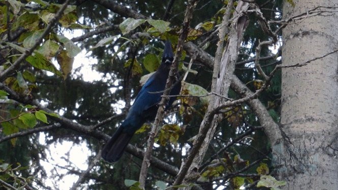 A Steller’s Jay watching us at a rest stop.
