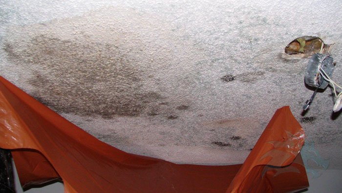A photo of a ceiling mottled by mold with an orange tarp hanging below and a pulled out light fixture.