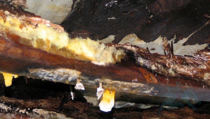 A photo of a torn-out ceiling with soaking wet insulation, black mold, and rotted wood beams.