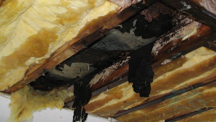 A photo of a torn-out ceiling showing black mold and rotted wood beams.